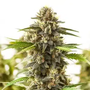 Cola de cannabis Shiskaberry Kush recouvert de trichomes cristallins et pistils mûrs.