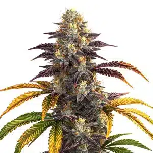 Shiskaberry Punch aux fleurs épaisses violettes et feuilles dégradées jaunes et vertes.