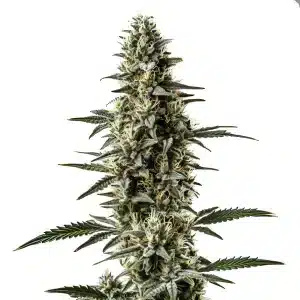 Shiskaberry x Candida Fast Version CBD strain with compact frosty buds