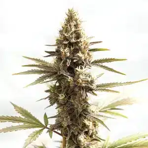 Tête de cannabis Siberian avec une couche givrée de trichomes et pistils lumineux.