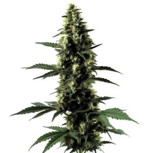 Silver Surfer Haze avec longues fleurs aérées et pistils jaune pâle.