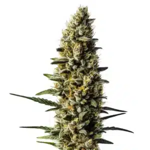 Skunk #1 Auto marijuana plant with classic dense green buds