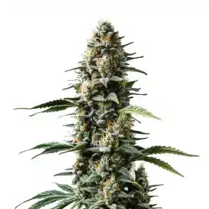 Skunk Auto cannabis plant with resinous buds and dark green leaves