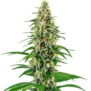 Plante de cannabis Skunk Diesel avec sites floraux denses et têtes couvertes de résine.