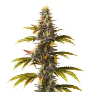 Skunk Fast Version cannabis plant with classic green buds and orange hairs