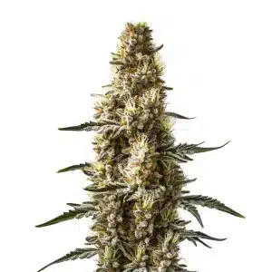 Skunk Kush Autoflower with thick colas and heavy trichome coverage