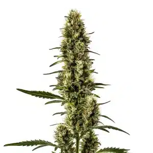Plante de cannabis Skunk Regular avec des têtes denses et des feuilles vert clair