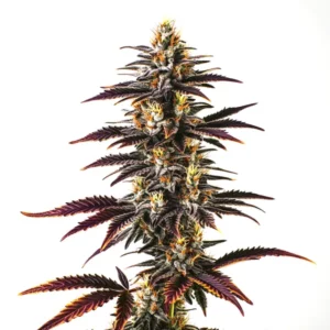 Skunk x Blueberry Fast Version cannabis hybrid with colorful buds