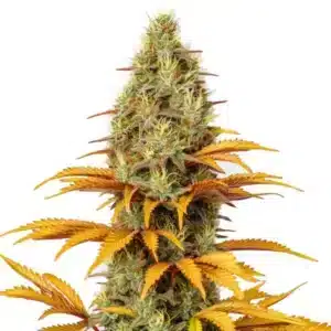 Skunk x Northern Lights, plante de cannabis compacte avec bourgeons verts et feuilles orangées.