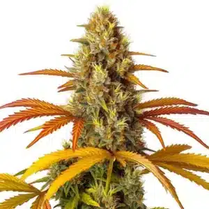 Skunk x Northern Lights Fast Version plant with resinous indica-style buds