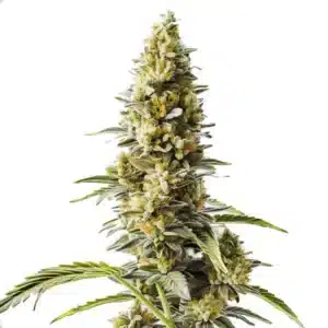 Skunk x Rosetta Stone Fast Version cannabis strain with frosty flowers