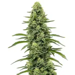 Skywalker, plante de cannabis dense aux bourgeons verts pâles et trichomes brillants, feuilles effilées.