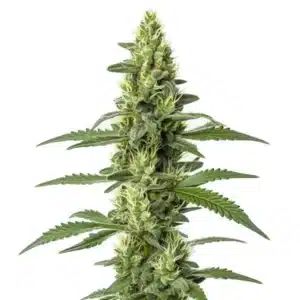 Skywalker Auto weed plant with frosty colas and deep green leaves
