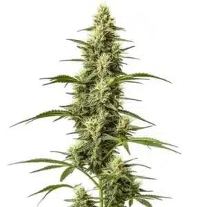 Skywalker Fast Version cannabis plant with tall colas and orange pistils