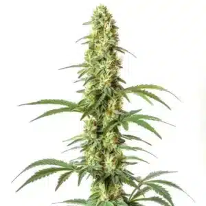 Skywalker Ghost x Triangle Kush, plante de cannabis à bourgeons denses et trichomes brillants, feuilles vertes.