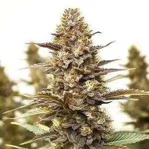 Cola de cannabis Skywalker x Girl Scout Cookies avec pistils colorés et résine dense.