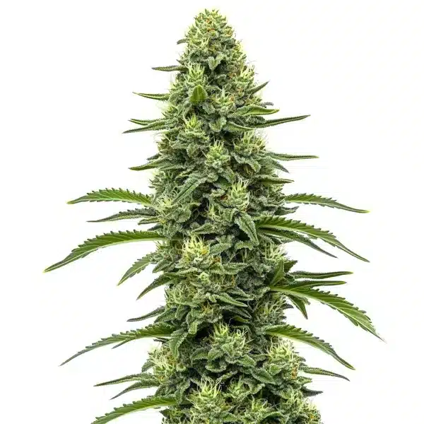 Skywalker