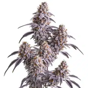 Slurricane avec têtes épaisses violettes et pistils orange vif.