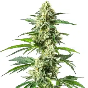 Tête de cannabis Snow White recouverte de trichomes blancs et pistils lumineux.