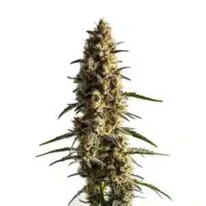 Somango, plante de cannabis compacte avec têtes vert clair couvertes de trichomes, feuilles fines vert foncé.