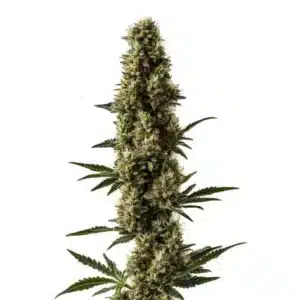 Somango x Sweet Auto cannabis plant with tropical scented buds