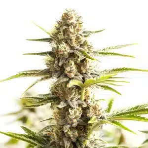 Bourgeon de Sour Diesel Kush Regular couvert de trichomes avec pistils clairs.