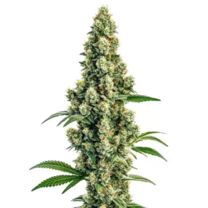 Plante de cannabis Sour Diesel Regular avec des fleurs collantes et des feuilles dentelées