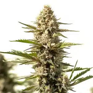 Plante de cannabis Sour Diesel x OG Kush avec têtes résineuses et structure sativa.