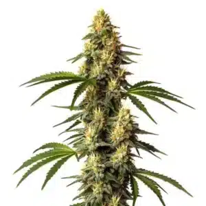 Sour Kush, plante de cannabis à têtes denses vertes et orange, trichomes brillants et feuilles larges.