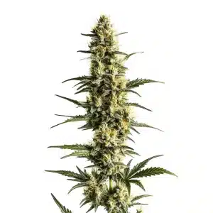 Sour Lemon avec fleurs allongées vert clair et pistils jaunes.