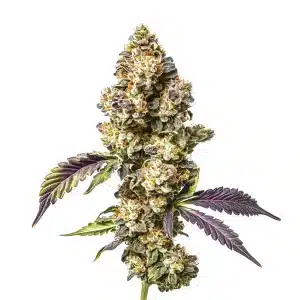 Sour Mac aux bourgeons compacts verts avec reflets violets et pistils orange.