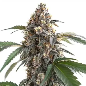 Plante de cannabis Sour Mac F1 en floraison avec colas épais riches en trichomes sur fond blanc