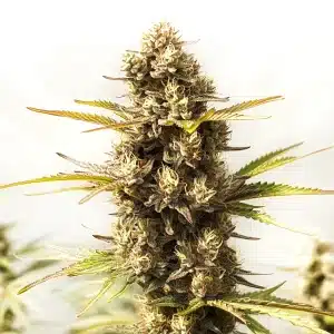Gros cola de Sour Skies couvert de trichomes et pistils orange vif.