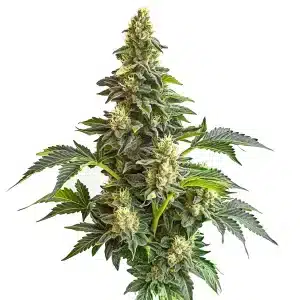 Star Killer x Do-Si-Dos aux fleurs compactes vertes et violettes avec pistils orange.