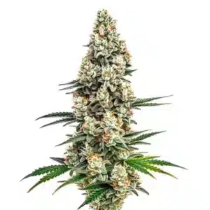 Stardawg, plante de cannabis aux bourgeons denses couverts de trichomes blancs et de pistils orange.