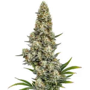 Gros plan d’une plante de cannabis Stardawg Auto avec des bourgeons denses et résineux.