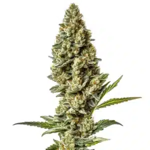 Plante de cannabis Stardawg Regular avec des fleurs givrées et des feuilles vert vif