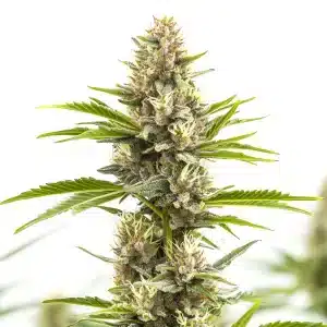 Steve’s Alien OG – Variété de cannabis