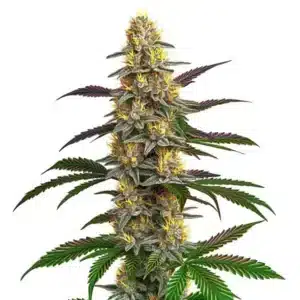 Strawberry Banana aux têtes compactes givrées et pistils jaunes.