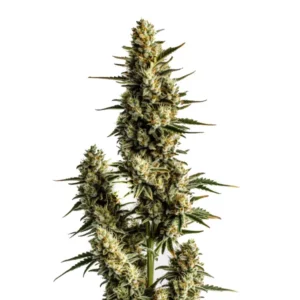 Plante de cannabis Strawberry Banana Auto en pleine floraison avec des teintes vertes et orangées.