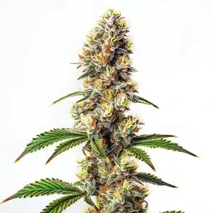 Bourgeon de Strawberry Banana Kush Regular avec forte densité florale et résine visible.
