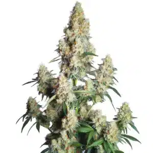 Plante de cannabis Strawberry Cheese Auto avec des bourgeons résineux et colorés.