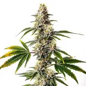 Strawberry Diesel avec fleurs vert clair et pistils orange vif.