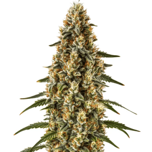 Bourgeon principal de Strawberry Gum Auto en floraison, riche en trichomes et pistils orangés.
