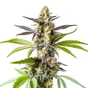 Strawberry Kush aux bourgeons verts compacts avec pistils orange vif.