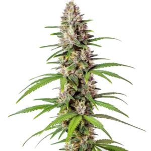 Sugar Haze Fast Version cannabis plant with elongated frosty buds