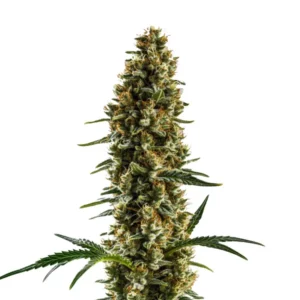 Plante de cannabis Sugar Haze Regular avec de longues colas et des trichomes scintillants