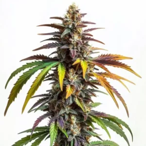 Sundae Driver aux têtes violettes épaisses avec pistils orange doré.