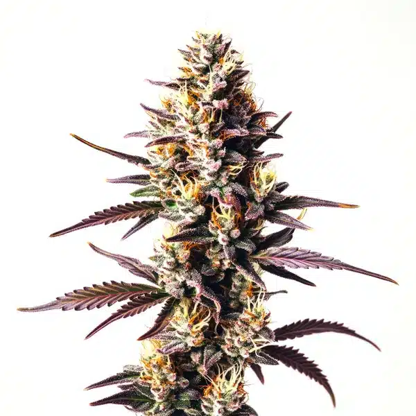 Sunset Sherbet