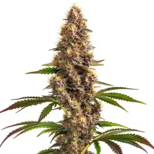 Super Boof aux fleurs compactes vertes et pistils orange lumineux.